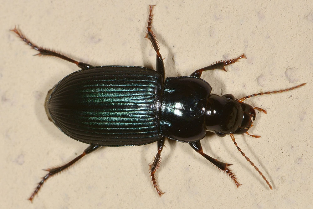 Harpalus sp.?  S !, Harpalus honestus  (Carabidae)